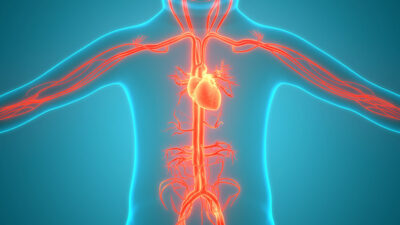 Human circulatory anatomy Getty Images 1226192438