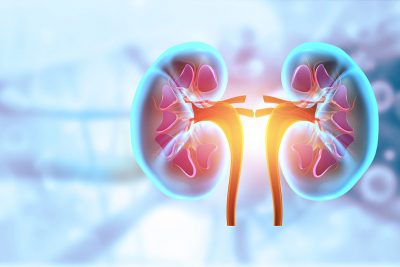Kidneys Getty Images 2147511584