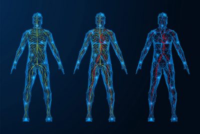 Nervous and circulatory systems Getty Images 2153443022