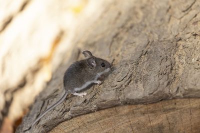 Deer mouse Getty Images 1182986377