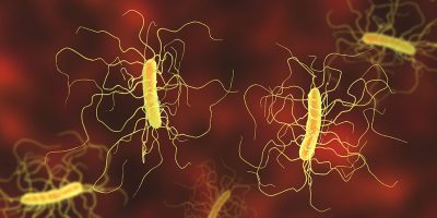 C difficile bacteria Getty Images 2174130539