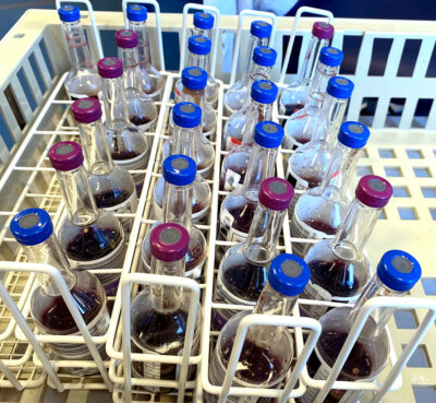 Blood culture bottles Getty Images 1300808772