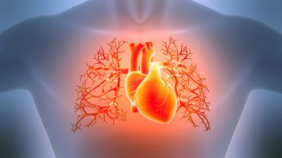 Pulmonary arteries Getty Images 2202279387