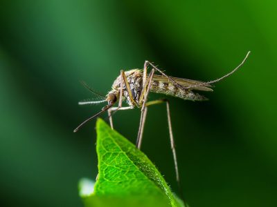 Mosquito on leaf Getty Images 918385018