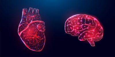 Heart and brain Getty Images 1387784144